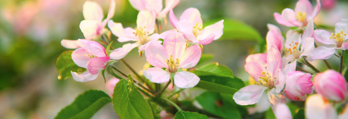 Banner - apple blossom