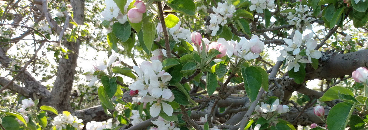 Banner - Apple Blossoms