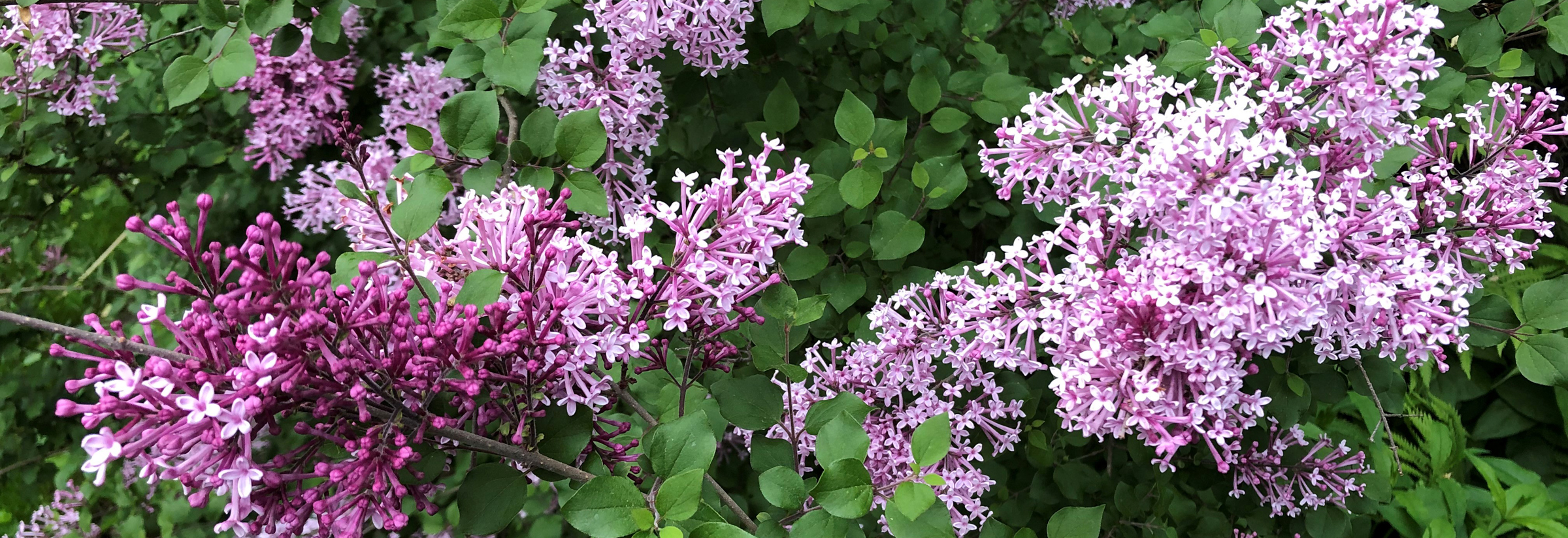 Banner - Lilac